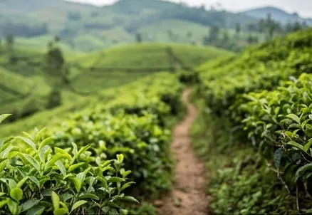 Hantana Hills Tea Walk
