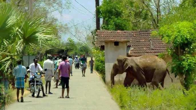 A wild elephant at the edge of a village farm